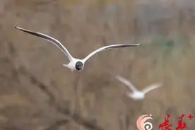 长春新立城水库 来了几位“小黑帽客人”图片