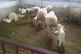 养羊漏粪板各材质羊床优缺点对比图片