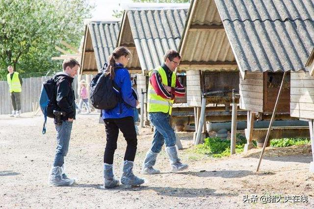 丹麦养殖场减少抗生素使用量的八个关键秘诀