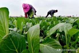 发展绿色有机蔬菜种植，洛阳这里藏着千亩供港“菜园子”图片