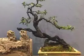品品这口黑骨茶图片