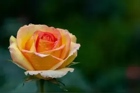 偷偷爱你，偷偷想你，偷偷地在梦里相遇图片