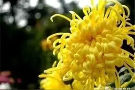 晋中人怀念亲人文选20200605图片