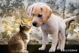 高龄犬猫终老课题（二）：根治不了的「心脏病」图片