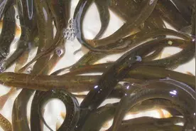 儿时的记忆：捉泥鳅图片