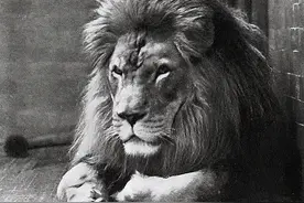 北非霸主巴巴里狮，却在英国沦为囚徒，如今野外踪迹难寻图片