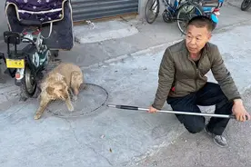 加强辖区犬类管理工作，太原公安丽华派出所半天捕获8只流浪狗图片