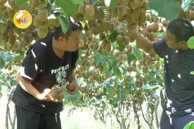 陕西脱贫攻坚取得决定性进展 56个贫困县全部脱贫摘帽 五年间211.5万人口告别贫困图片