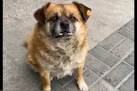 两只长相特殊的流浪狗，被小区居民照顾了10年，取名歪瓜与裂枣图片