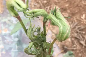 种植的棉花“疯了”，是什么原因导致的？有哪些解决办法？图片