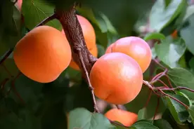 特别策划·图说 | 一树红杏出园来图片