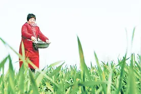 小麦要想高产，追肥用尿素还是复合肥？今天总算明白了视频封面