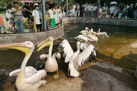 它来了！它来了！鹈鹕摇摇摆摆走来了图片