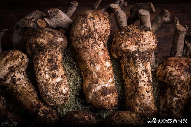 国宴第一道菜松茸花胶 2026年松茸花胶汤