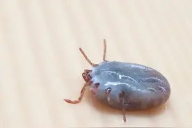 这种寄生虫为什么被称为“吸血鬼”呢？你知道吗？胆小者勿看！图片