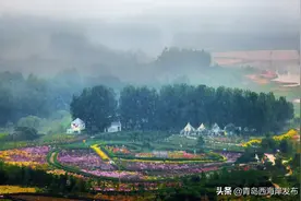 西海岸超美玫瑰花海盛放中！最佳赏花期，惊艳初夏！图片