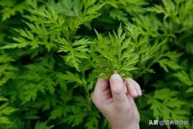 经期腰疼就找它，农村老人用了一辈子的小妙招，今天分享给大家图片