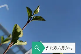 舅舅生日宴上的明争暗斗（之一）图片