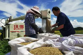 农民丰收｜江西南丰：实施退桔还田 保粮食增产增收图片