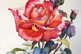 遇见真发现美~水彩玫瑰插画教会你“予人玫瑰，手有余香”图片