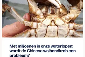 来聊聊比利时泛滥的大闸蟹……图片