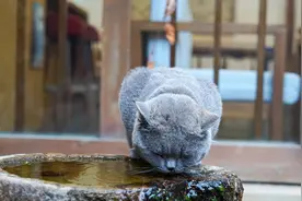 为什么说宠物猫流浪，等于慢性自杀？看看这只蓝猫你就知道了图片