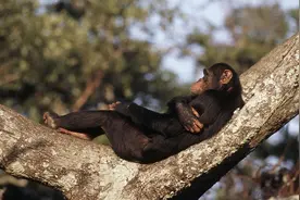 科学家发现一只猩猩基因突变，差点变成人，与人类基因只差1%图片