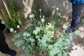 种罂粟拌菜吃？昌平夫妻俩被警方行政处罚图片