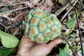 广东深山里的美味，70后的零食图片