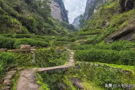 火牛茶叶：教你如何冲泡肉桂图片