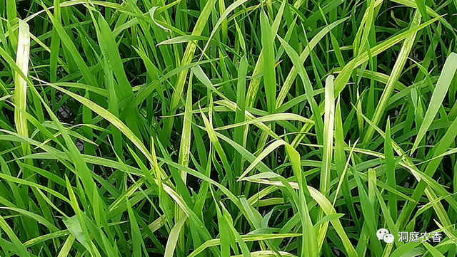 你知道如何正确“避雷”吗？水稻田除草剂药害识别与规避（二）