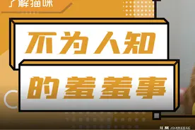 8个猫咪「性」的冷知识，务必背着主子看图片
