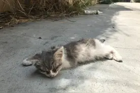 小猫被人发现时“奄奄一息”，经好心人救助“华丽蜕变”图片