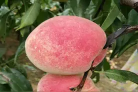 晚秋蜜桃带木质部芽接育苗技术图片