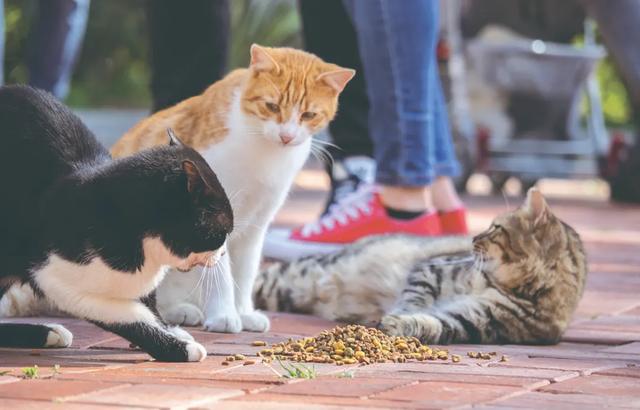 土耳其安卡拉猫 土耳其安哥拉猫和狮子猫的区别(图3) 土耳其安卡拉猫 土耳其安哥拉猫和狮子猫的区别(图3)