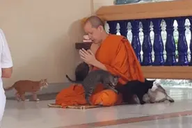 4只流浪小猫干扰和尚念经，场面混乱！但和尚心如止水图片