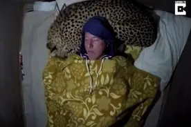 猎豹半夜突闯野营！竟向男子打呼噜，还给他做“豹肉枕头”陪睡图片
