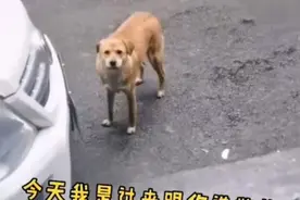 有趣！湖南一条狗被做绝育手术，连续三个月跑到宠物医院骂街图片