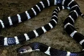 五步蛇与银环蛇，哪个更危险？图片