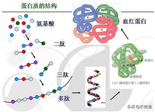 氨基酸水溶肥到底是什么？有什么作用？看完这篇文章你应该能懂