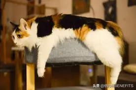 你家猫是不是会发出呼噜声？都是这5大原因图片