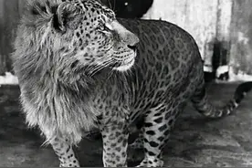 55张难得一见的真实照片，豹和狮的杂交宝宝，啄木鸟的储粮仓图片