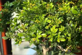 碰一下花盆，米兰花盆栽的老叶子就哗啦啦掉？新叶正常图片