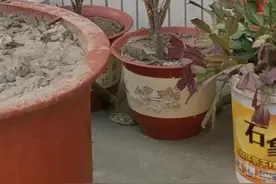 姜堰这个农家小院里惊现1米多的大蛇！图片