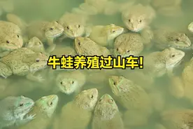 上半年亩赚40万，今跌至4元全线亏本，牛蛙咋了？蛙农：不敢养了图片