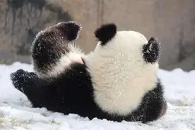 熊猫雪地撒欢萌态十足 国宝也忍不住要耍宝图片
