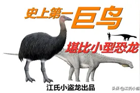 史上最大鸟类，体型堪比小型恐龙图片