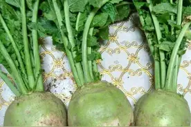 辣菜樱子——聊聊枣庄风味小菜（五）图片
