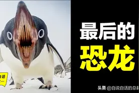 企鹅：最后的恐龙，飞翔、直立之谜，神奇大鸟击碎三观、征服南极图片