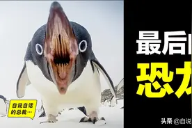 企鹅：最后的恐龙，飞翔、直立之谜，神奇大鸟击碎三观、征服南极图片